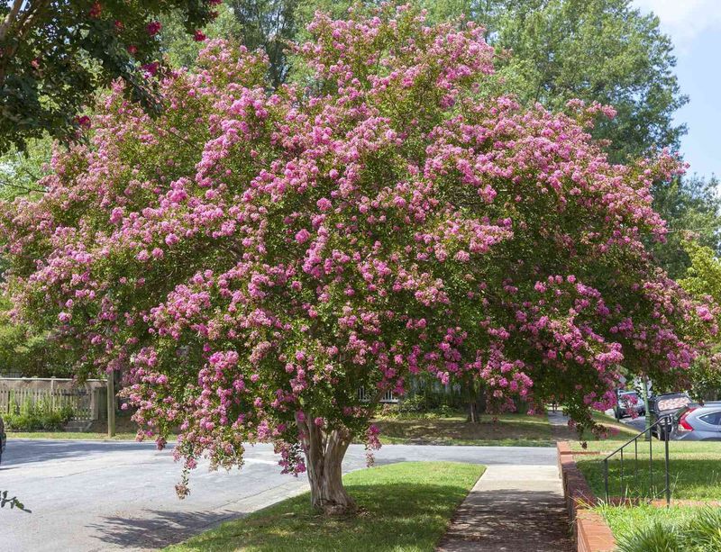 Proper Pruning Timing Supports Strong Summer Blooms