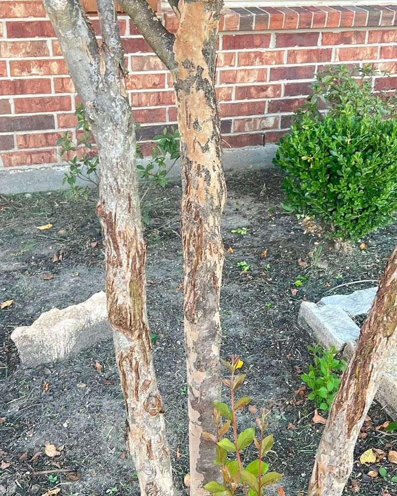 Removing Damaged Or Crossing Branches Improves Structure