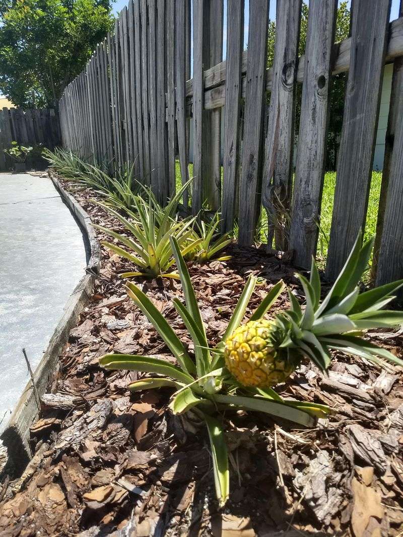 Common Pineapple Planting Mistakes To Avoid