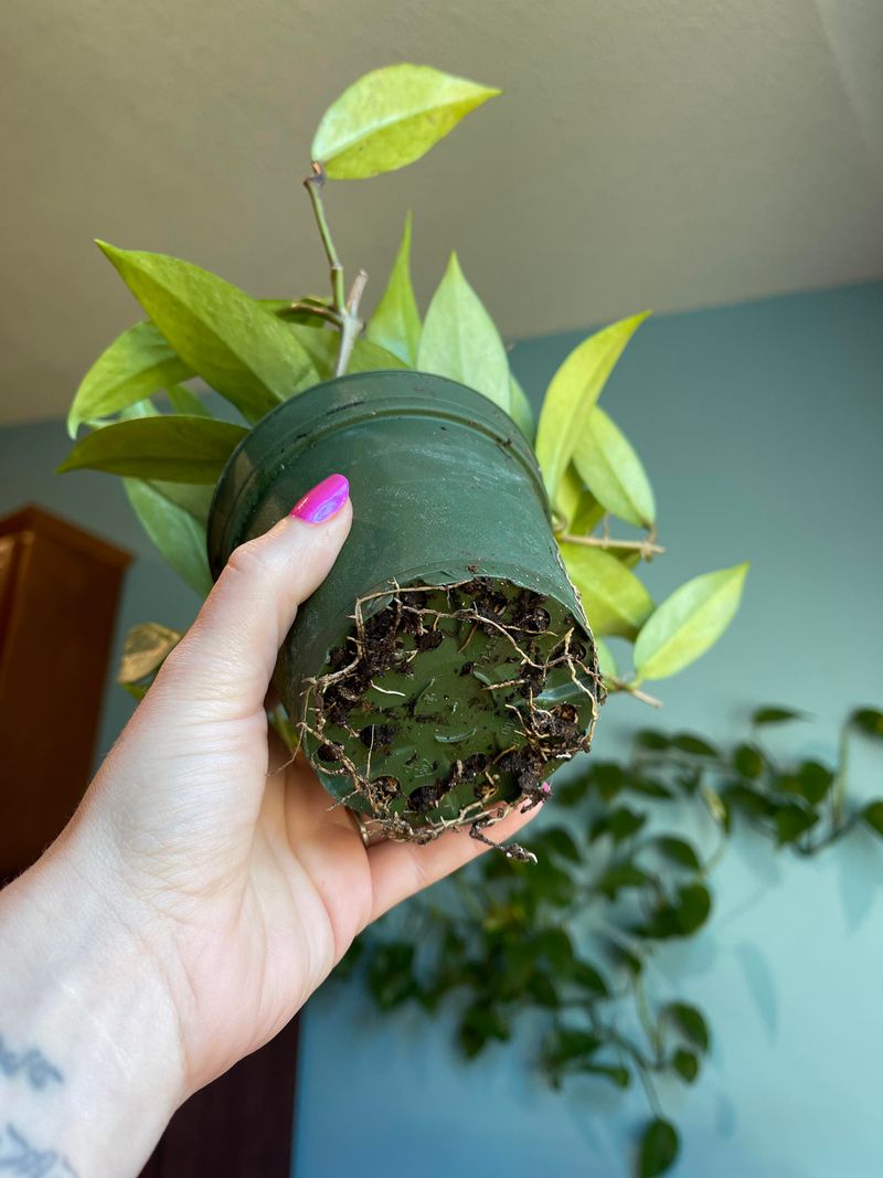 Slightly Root-Bound Plants Are More Likely To Bloom