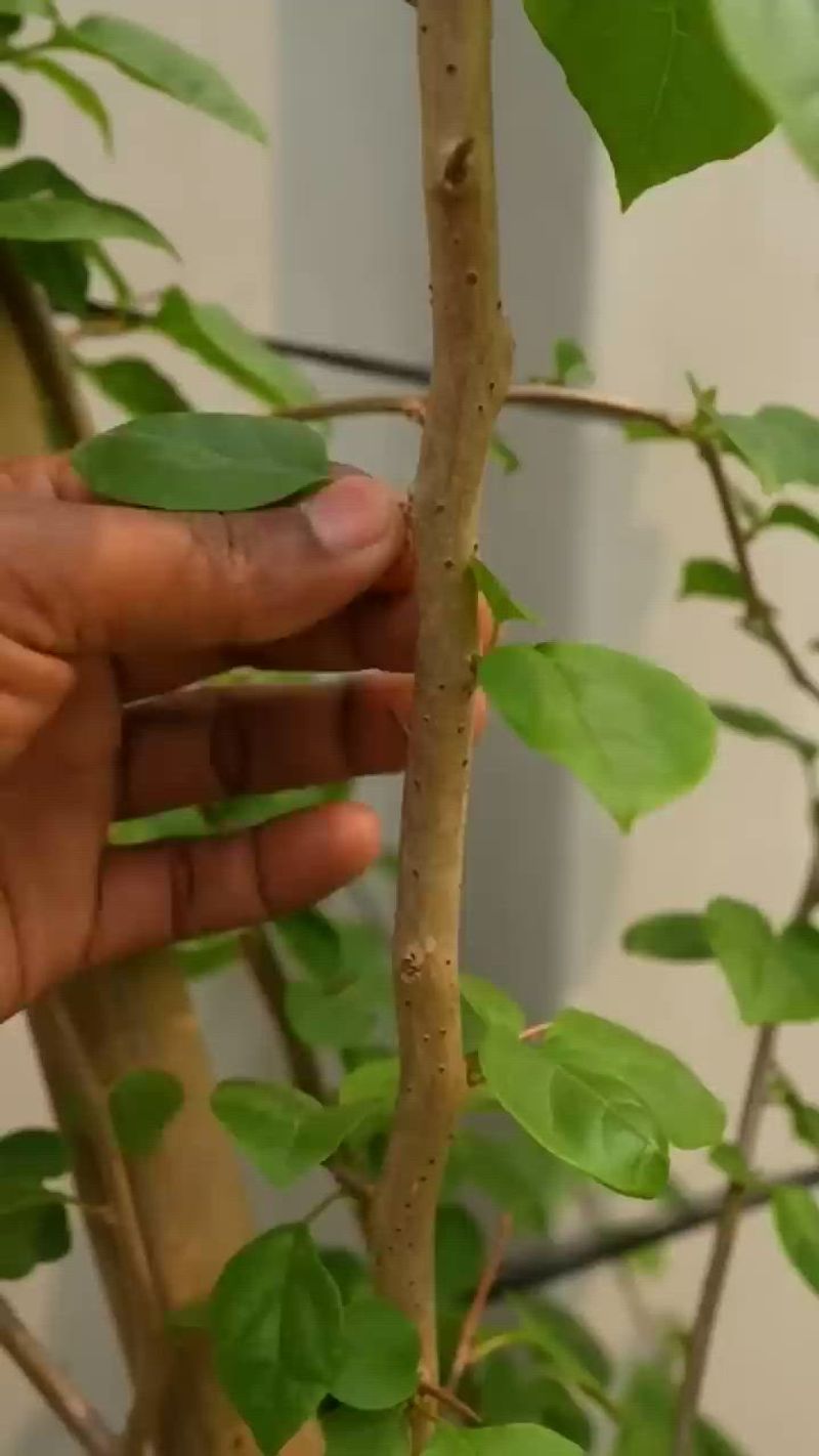 Pruning Before Active Growth Keeps Shape Controlled And Balanced