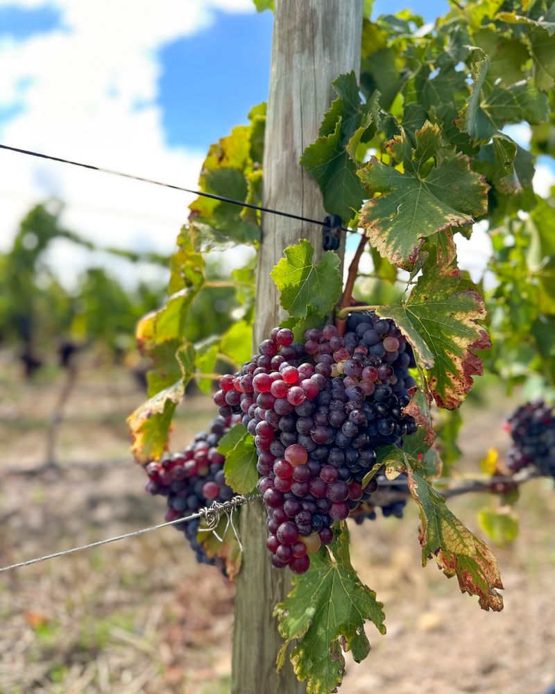 Shoot Thinning Directs Energy Into Stronger Fruit Clusters