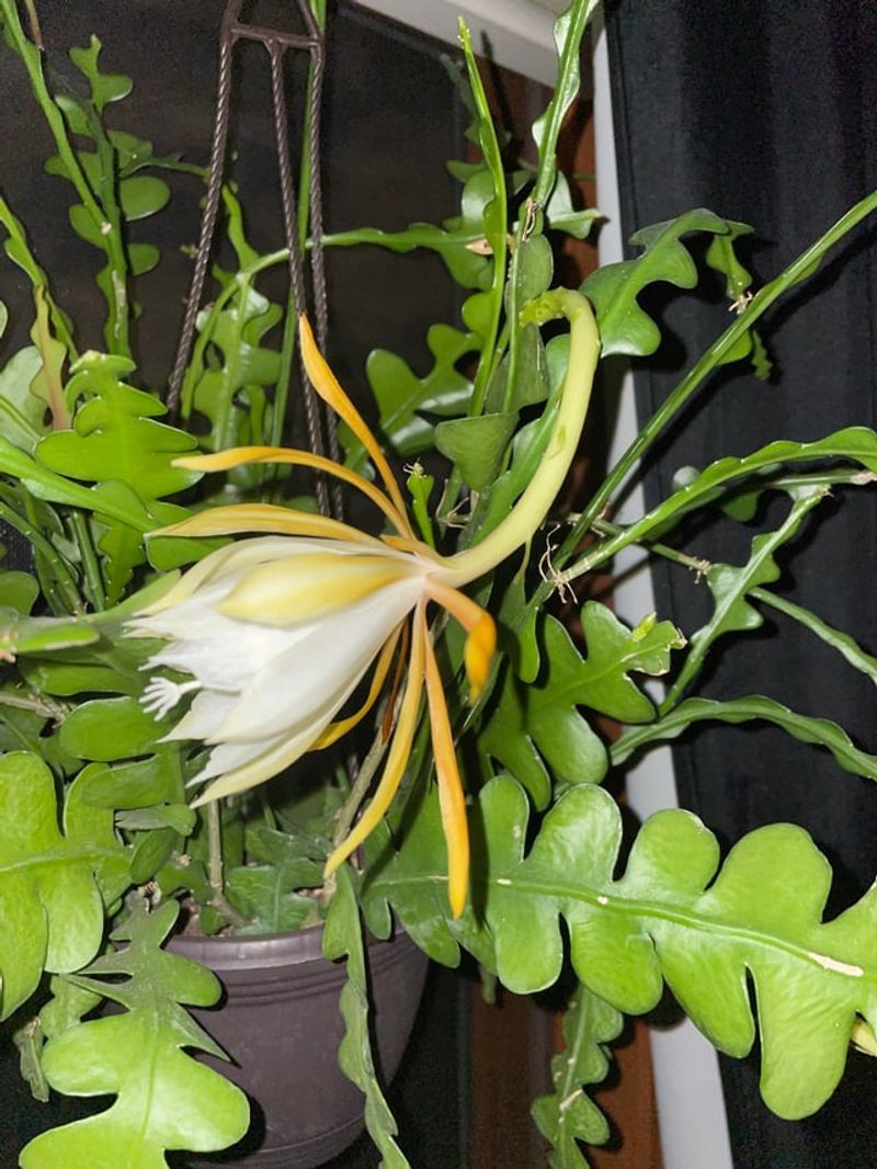 Avoid Moving The Plant Once Buds Begin Forming