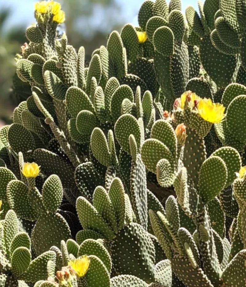 Mature Plants Bloom Far More Reliably