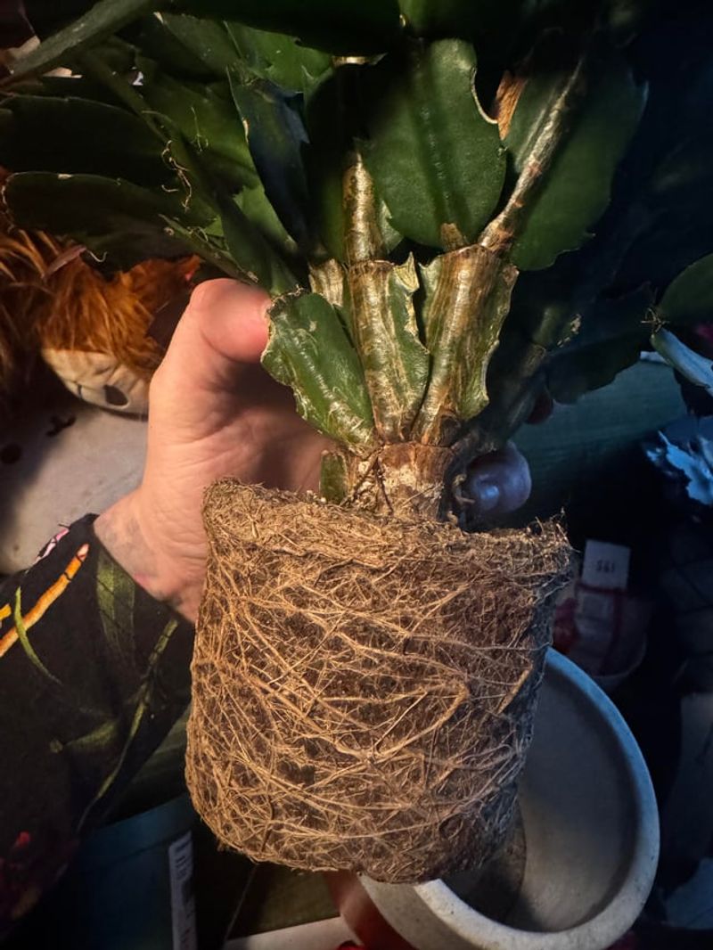 A Slightly Root-Bound Pot