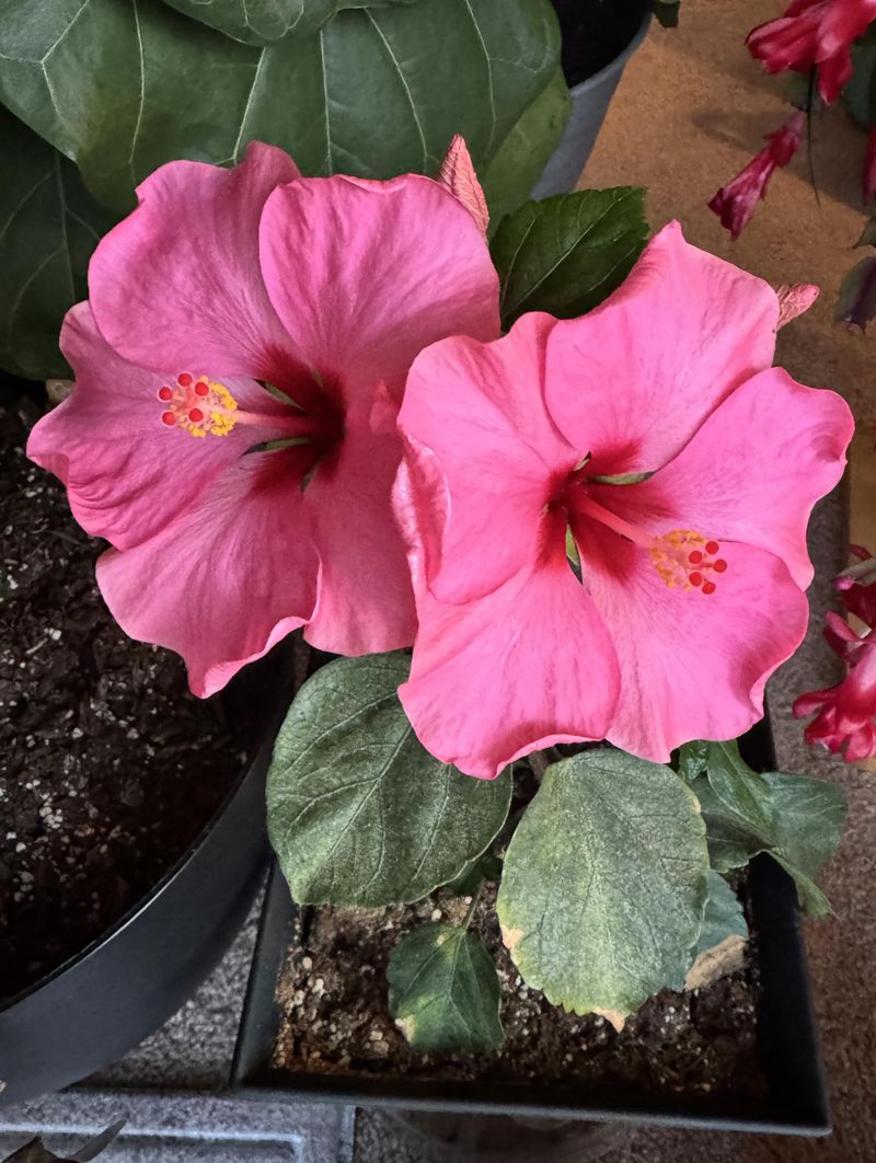 Managing Arizona's Dry Air Keeps Indoor Hibiscus Hydrated And Happy