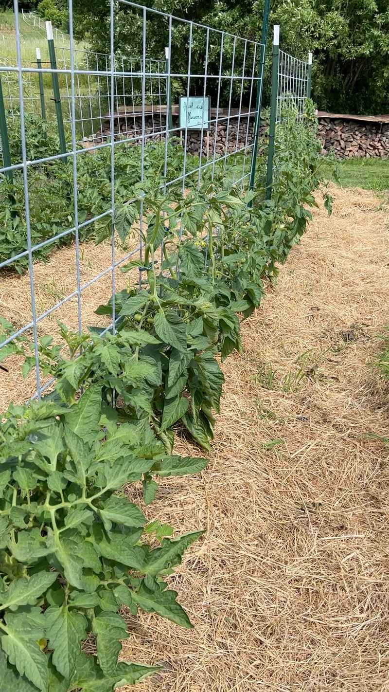 Mulch Keeps Soil Cooler And Slows Moisture Loss