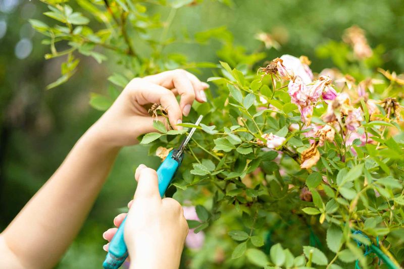 Removing Spent Blooms Can Support Better Growth In Some Shrubs