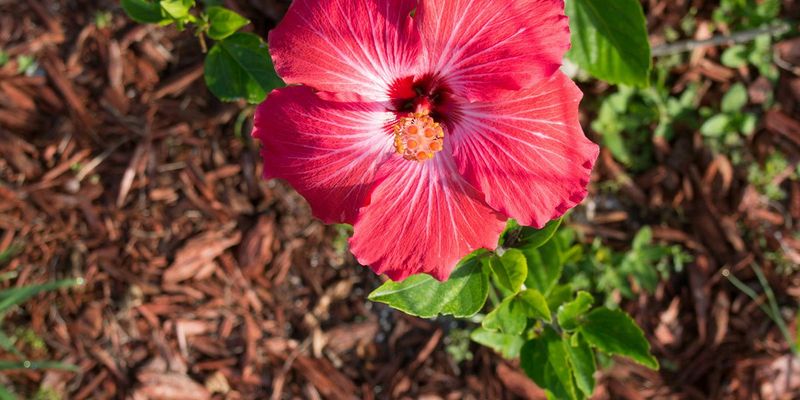 Refresh Mulch To Keep Roots Cool And Moist