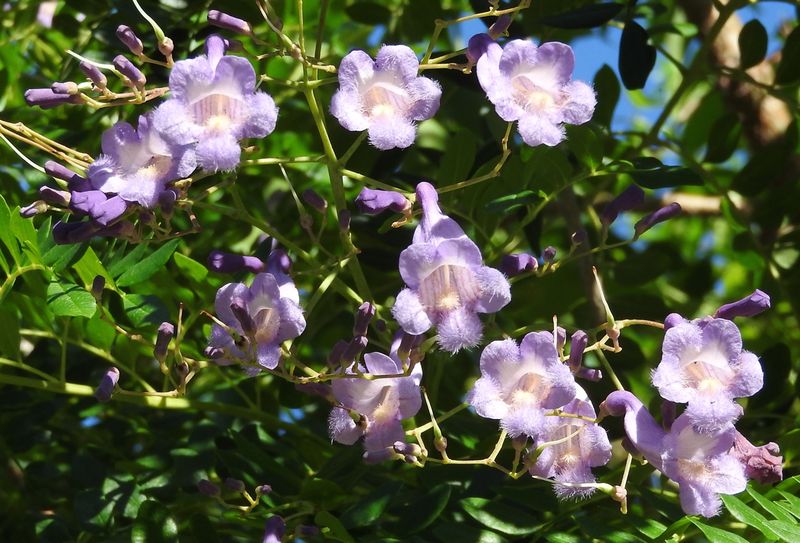 West Indian Jacaranda Adds Soft Purple Color In South Florida