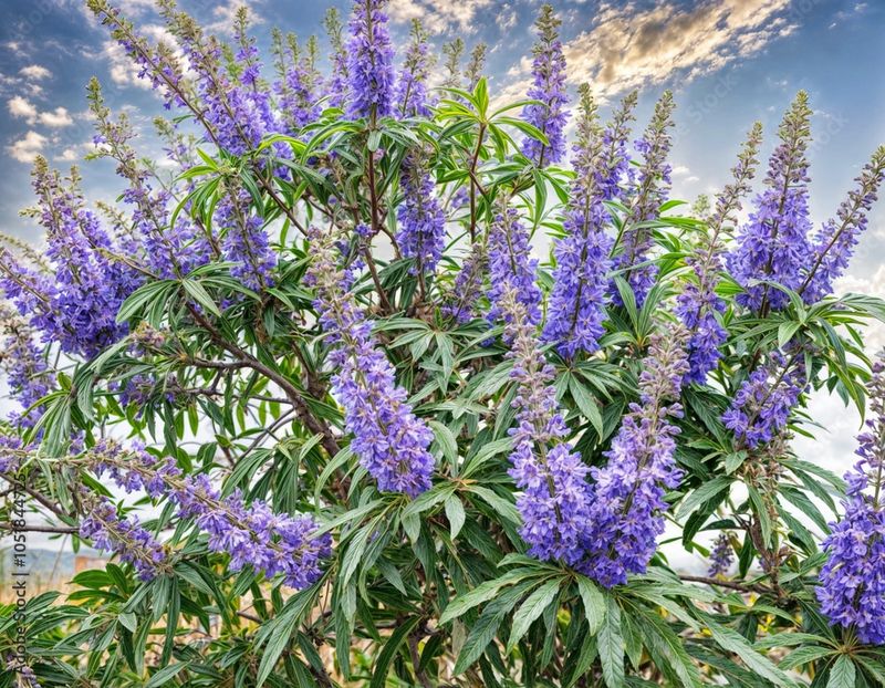 Vitex Builds Bigger Flower Spikes