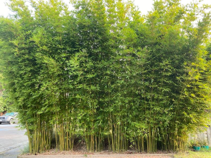 Clumping Bamboo Creates Instant Tall Privacy