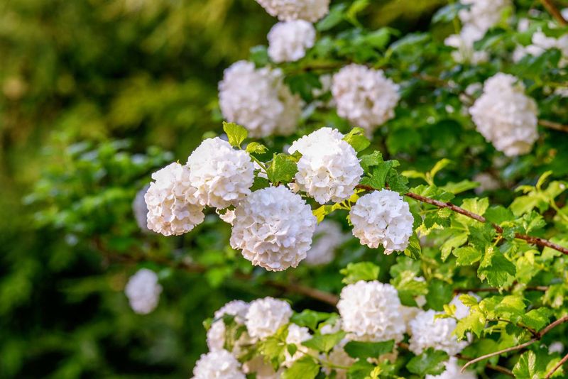 Viburnum To Maintain Natural Form