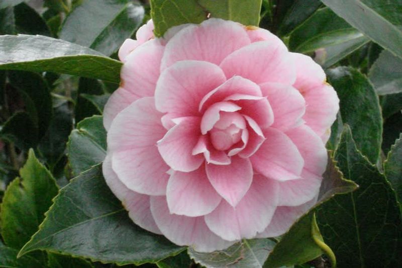 Camellia Looks Better Fast With The Right Cutback