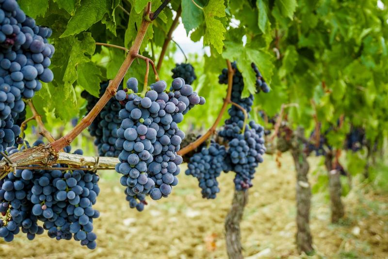 Grape Vine Grows Strong And Covers Trellises Well