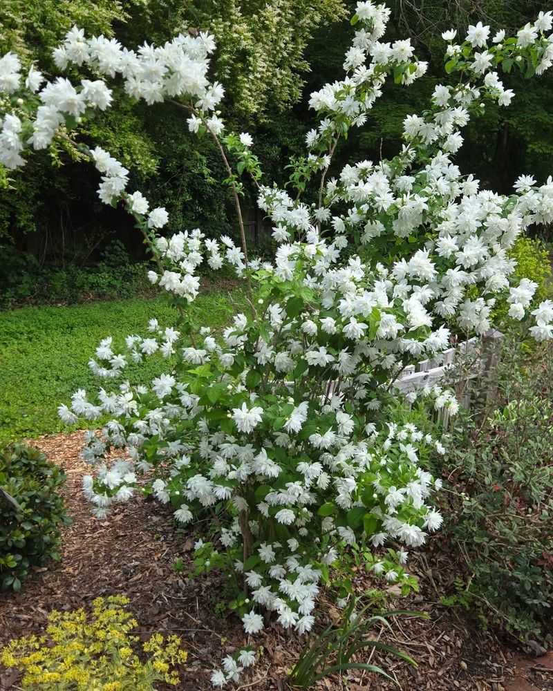 Mock Orange