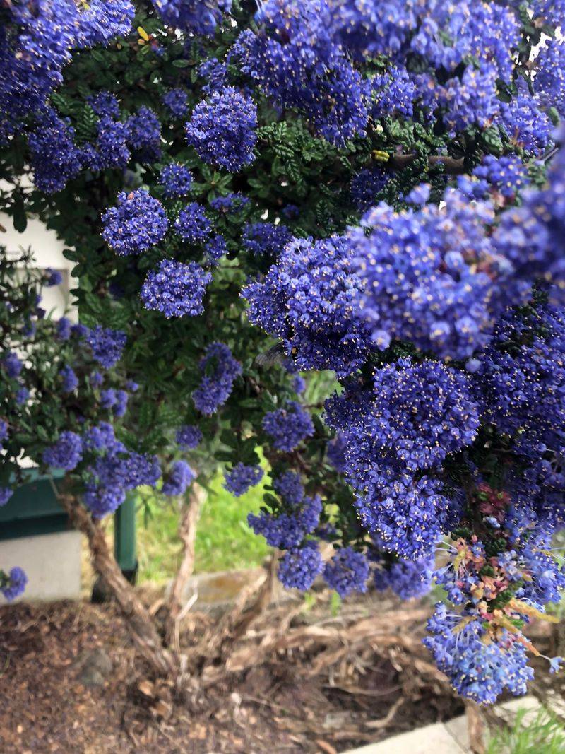 California Lilac