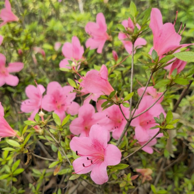 Azalea Adds Color But Also Toxicity