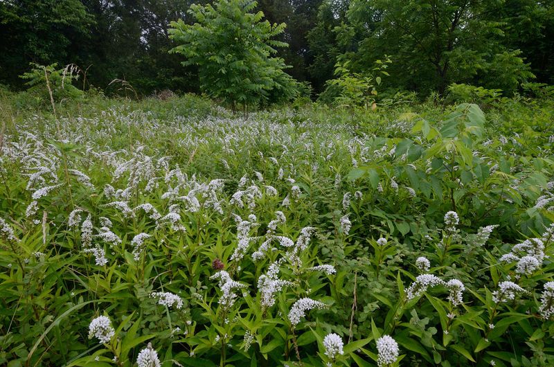 Gooseneck Loosestrife 