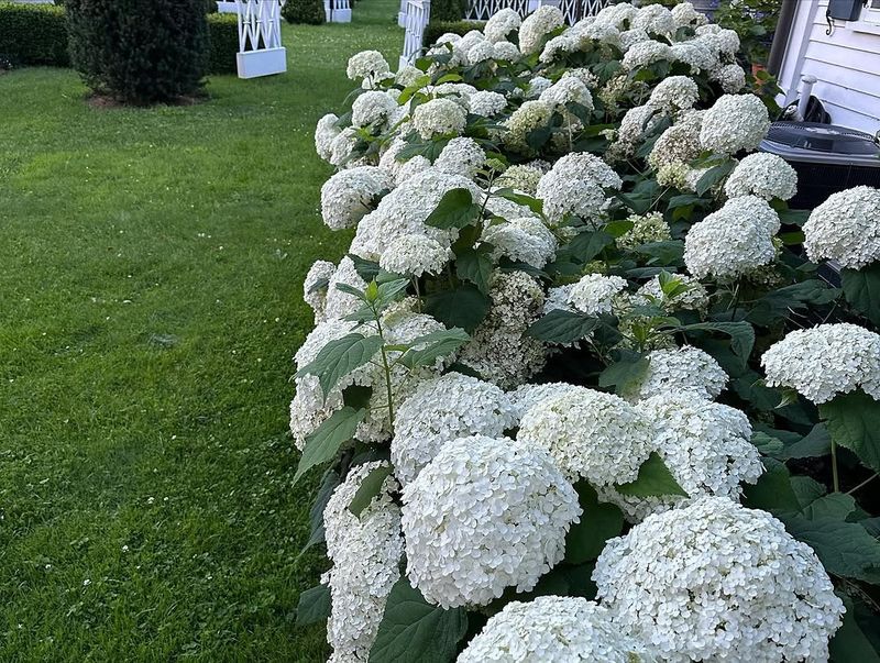 Annabelle Produces Bigger Blooms After Cutting Back