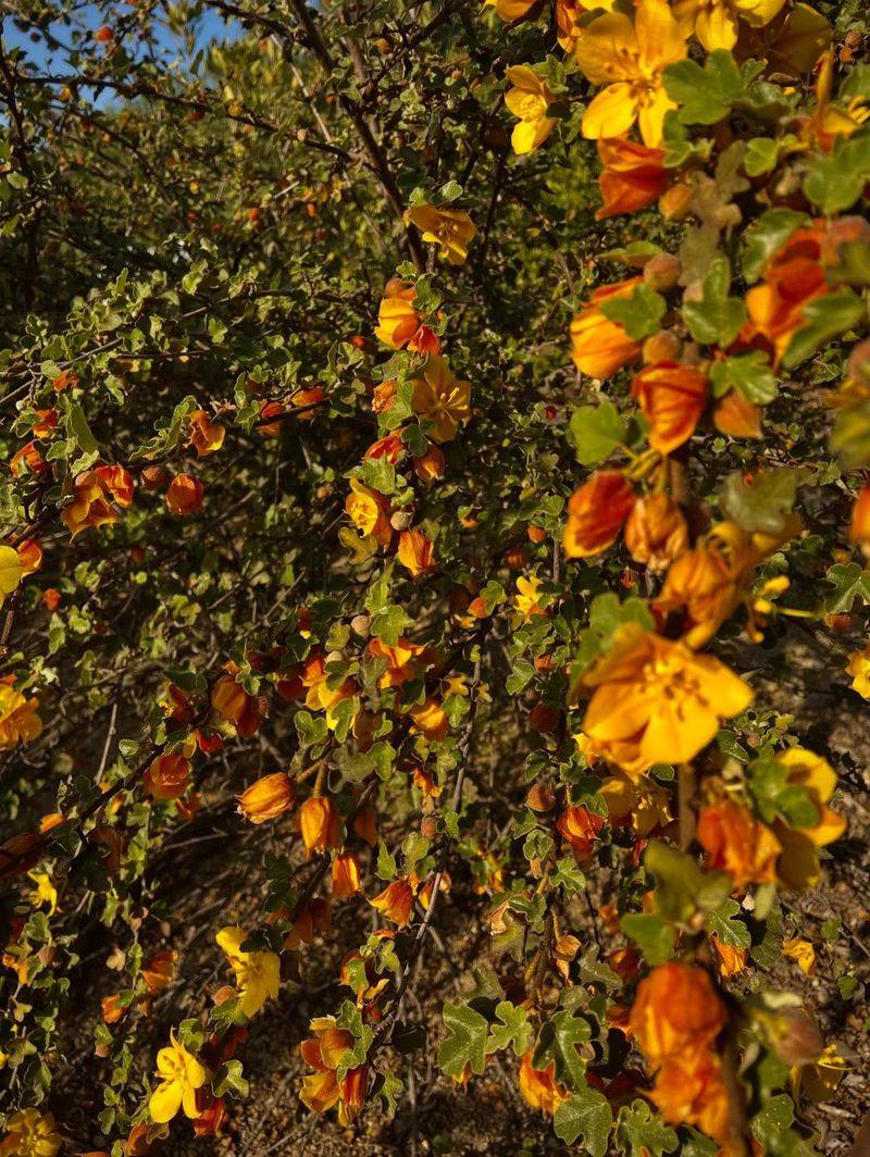Flannel Bush With Massive Golden Flowers