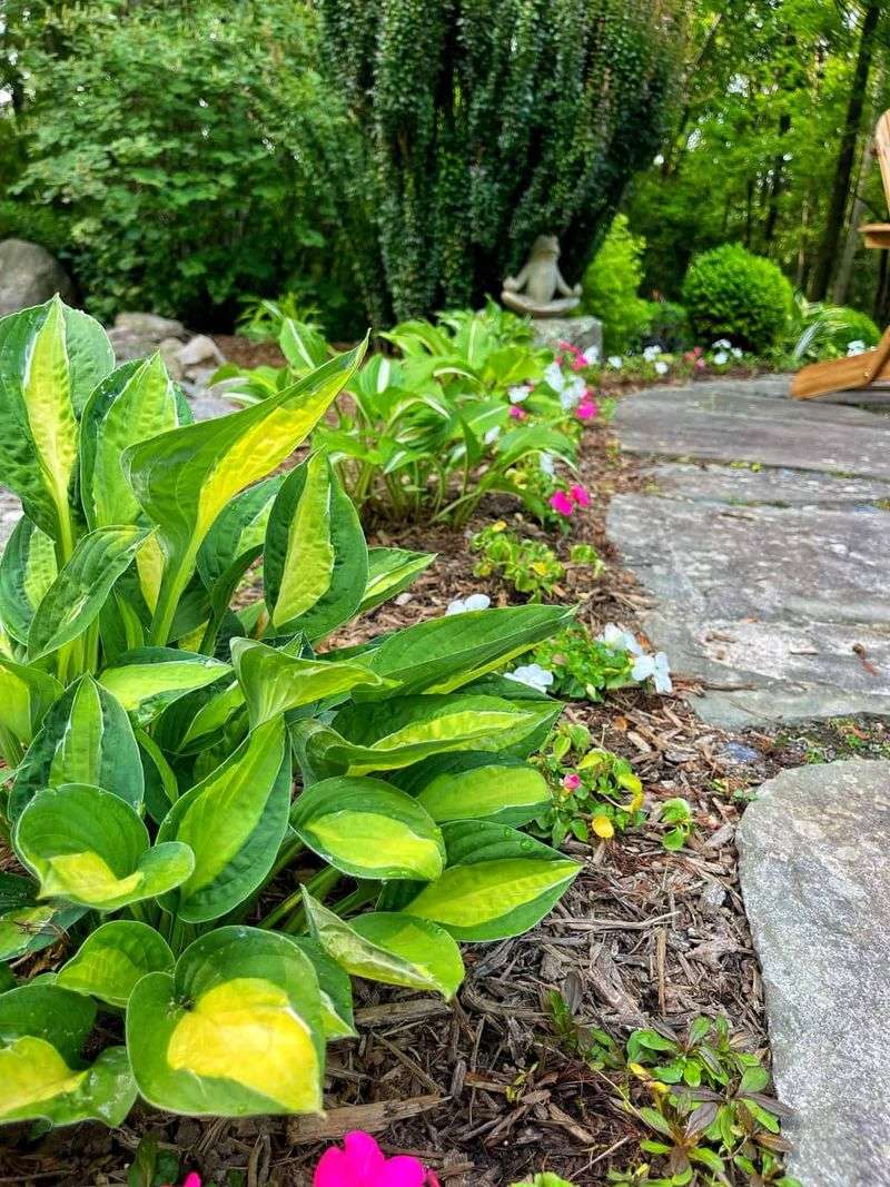 Hosta Fills Shady Spaces With Lush Texture
