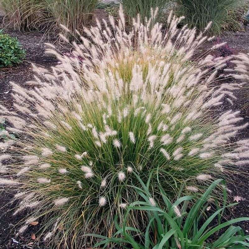 Dwarf Fountain Grass (Pennisetum Alopecuroides 'Hameln')