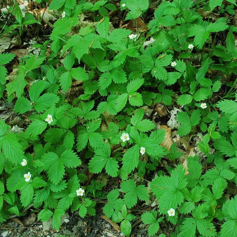 Wild Strawberry