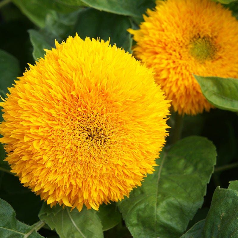 Dwarf Sungold Forms Dense Double Blooms On Small Plants