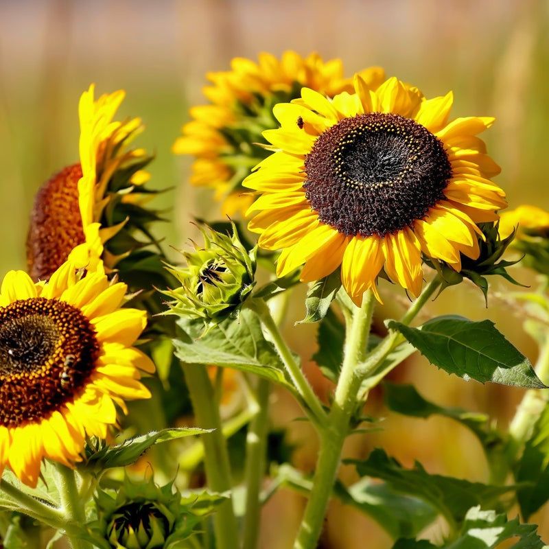 Elf Stays Small While Producing Multiple Bright Blooms