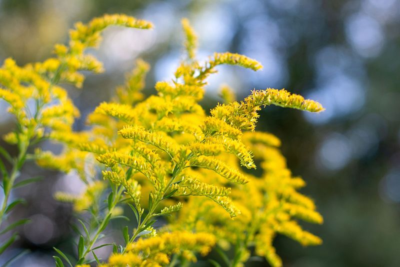 Goldenrod 