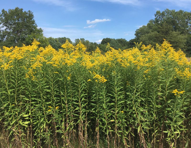 Goldenrod 