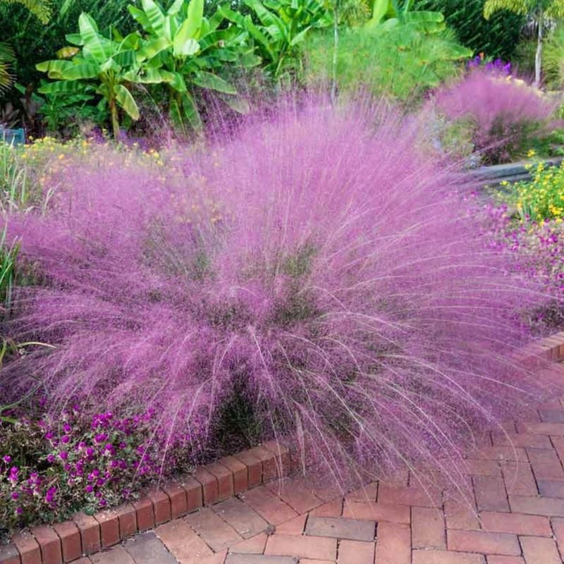 Pink Muhly Grass Brings Color In Late Season