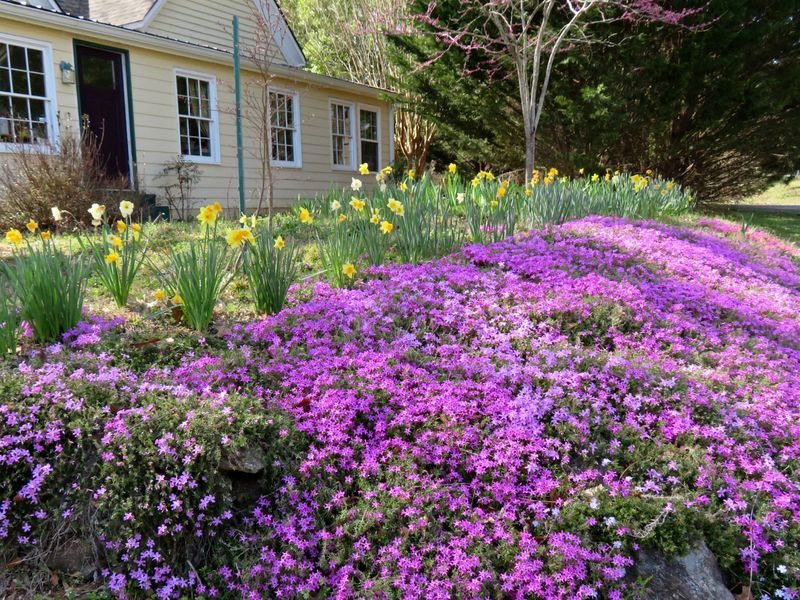 Moss Phlox Forms Low Colorful Mats In Sun
