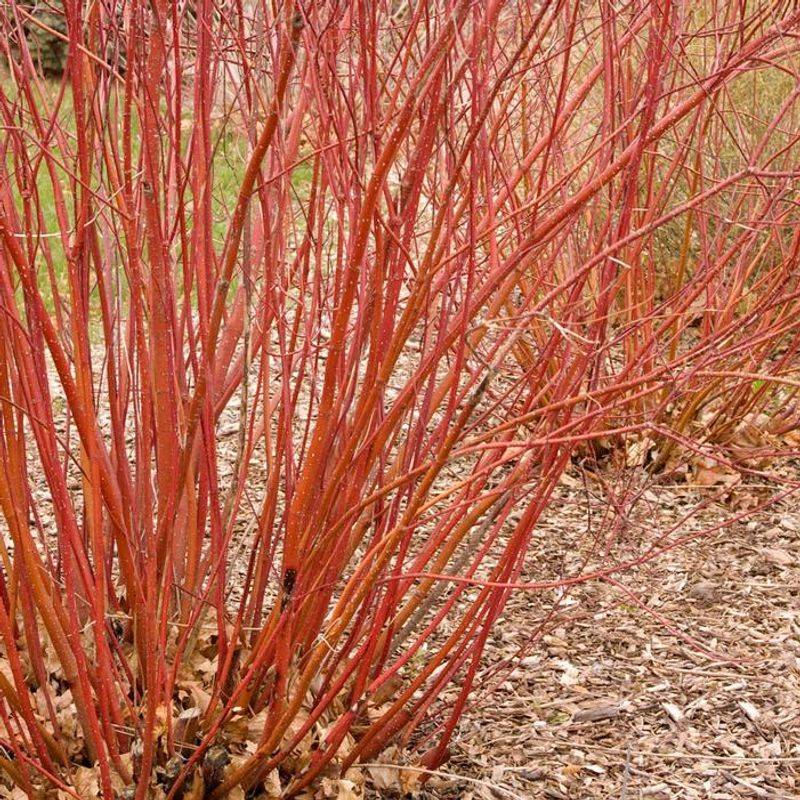 Red Twig Dogwood Spreads To Stabilize Wet Slopes And Heavy Soil