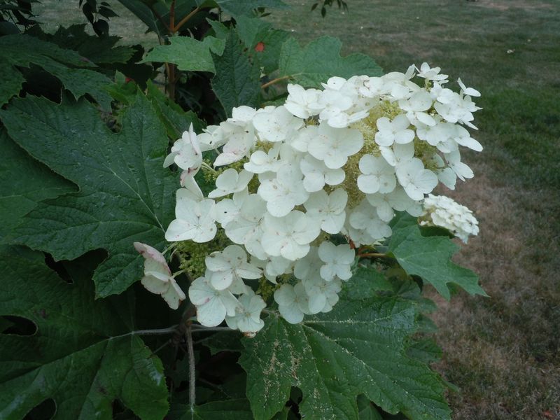Oakleaf Hydrangea (Hydrangea Quercifolia)