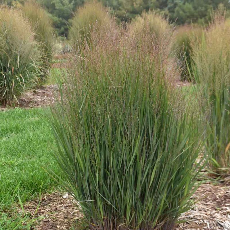 Switchgrass (Panicum Virgatum)