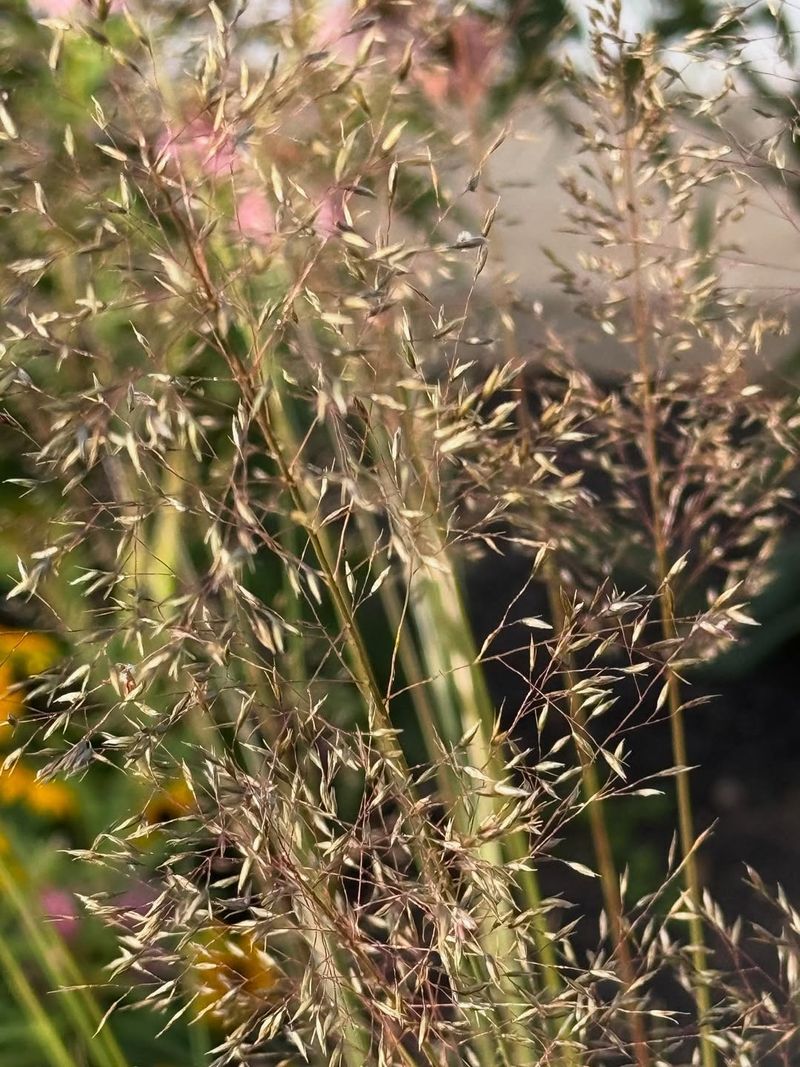 Prairie Dropseed (Sporobolus heterolepis)