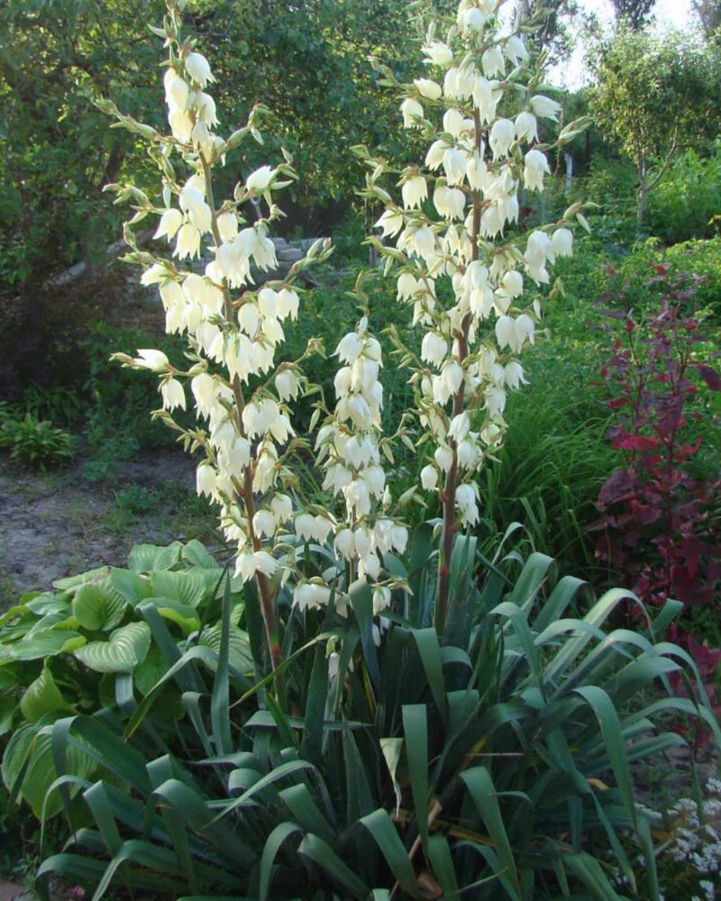 Yucca (Yucca filamentosa)