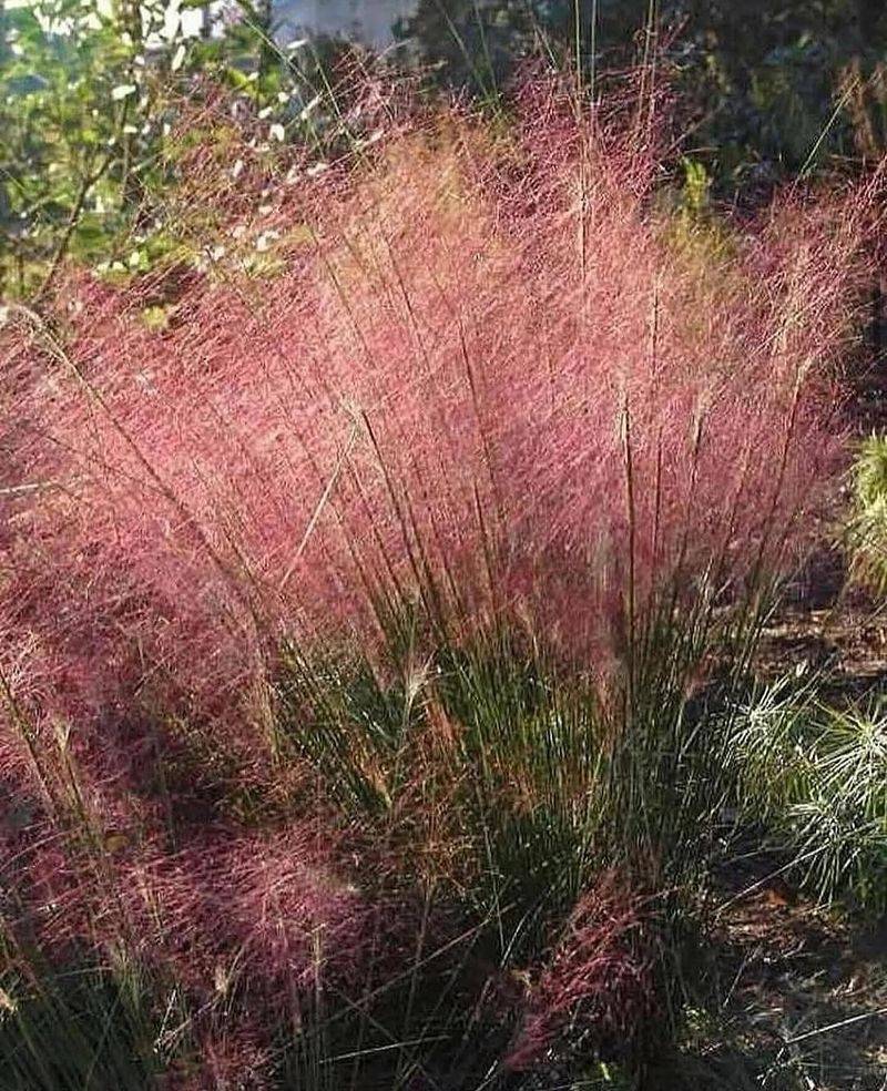 Pink Muhly Grass Works In Containers With A Larger Pot