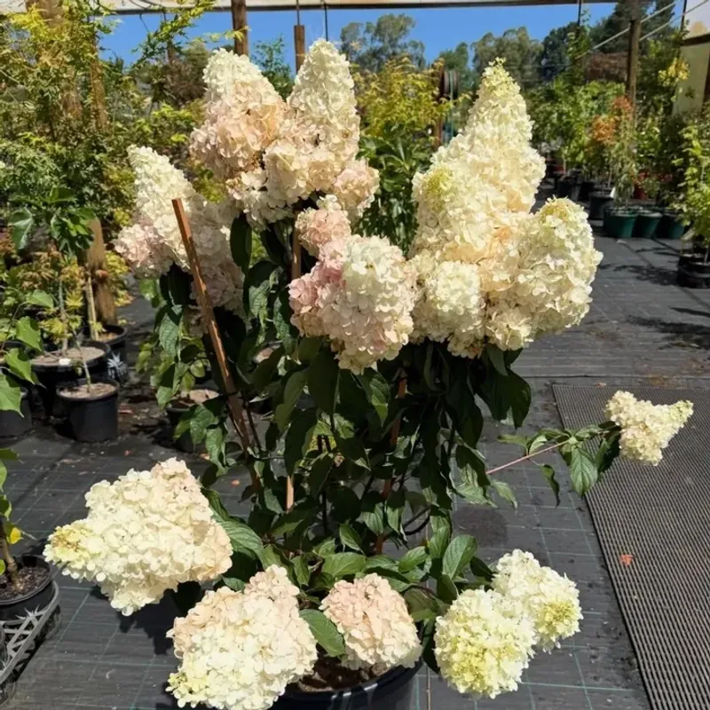 Bobo Grows Fuller With A Light Trim