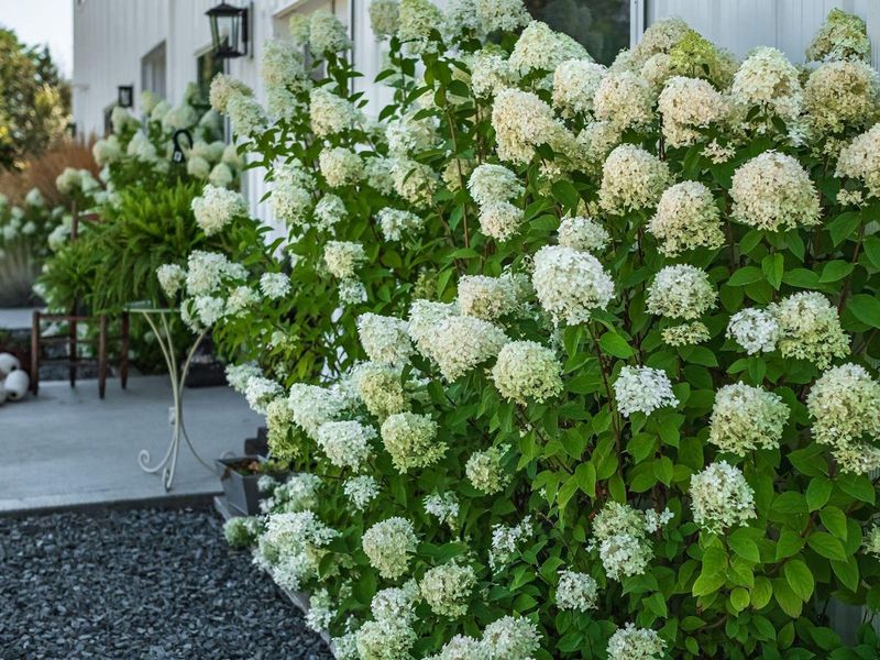 Bobo Keeps A Small Shape With Heavy Blooming