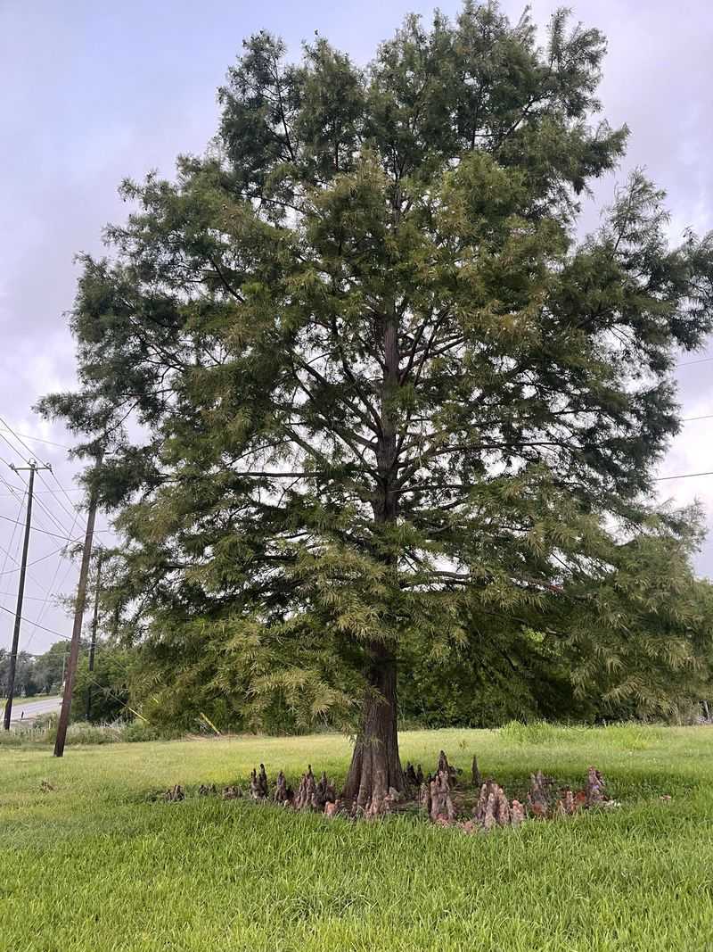 Bald Cypress Handles Wet Areas And Seasonal Changes