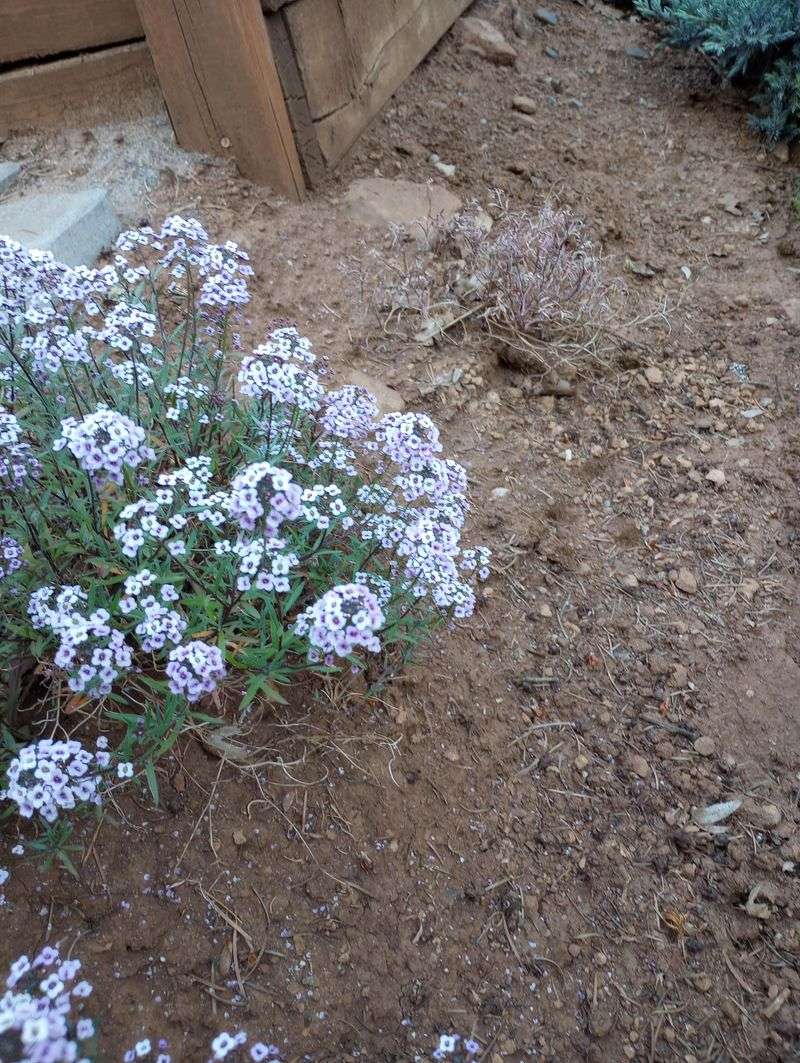 Sweet Alyssum Struggles In Prolonged Heat
