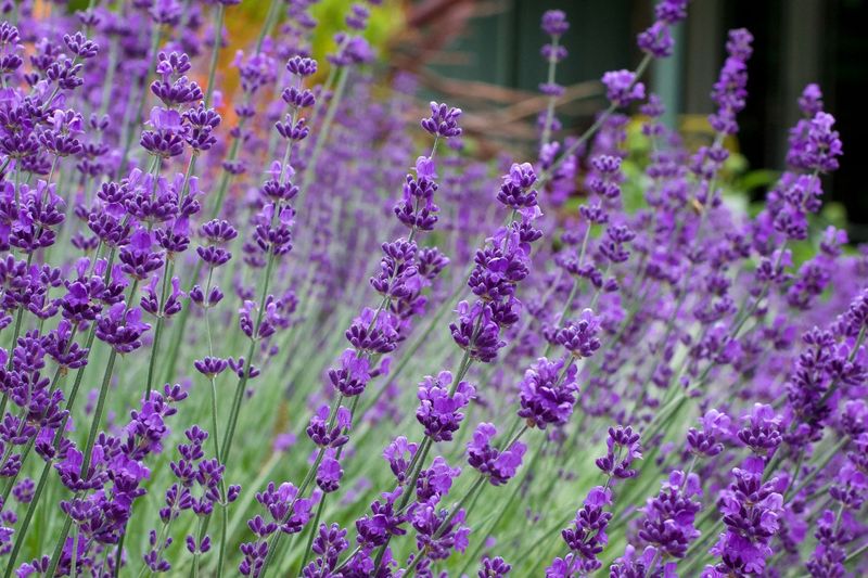 Dwarf Lavender
