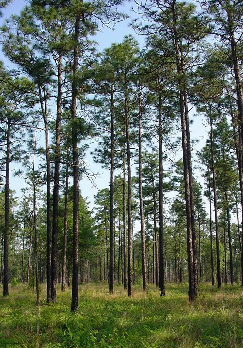 Longleaf Pine For Graceful Southern Structure