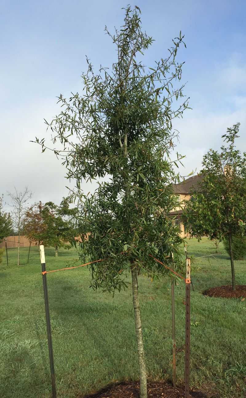 Willow Oak Supports Strong Development With Early Nutrients