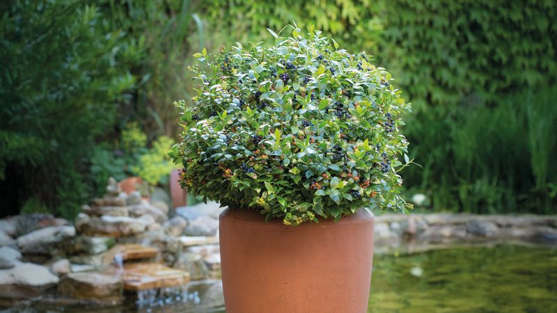 Plant The Right Blueberry Varieties