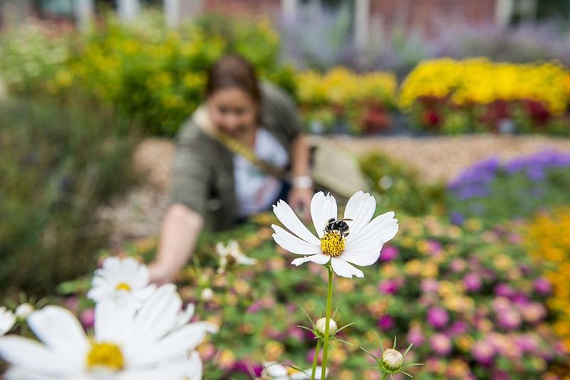 Chemical-Free Spaces Help Protect Pollinators And Soil Life