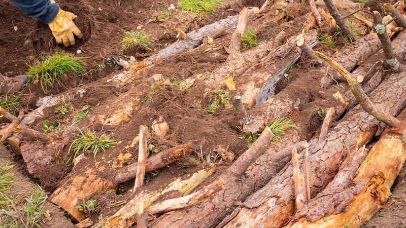 Decomposition Creates Warmer Soil In Early Spring